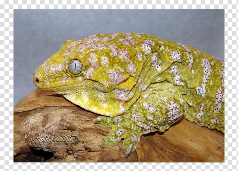 Reptile Rhacodactylus leachianus Gecko New Caledonia Animal, bearded dragon transparent background PNG clipart