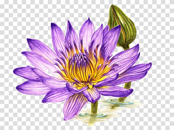 Colored pencil Drawing Watercolor painting, Purple lotus transparent background PNG clipart
