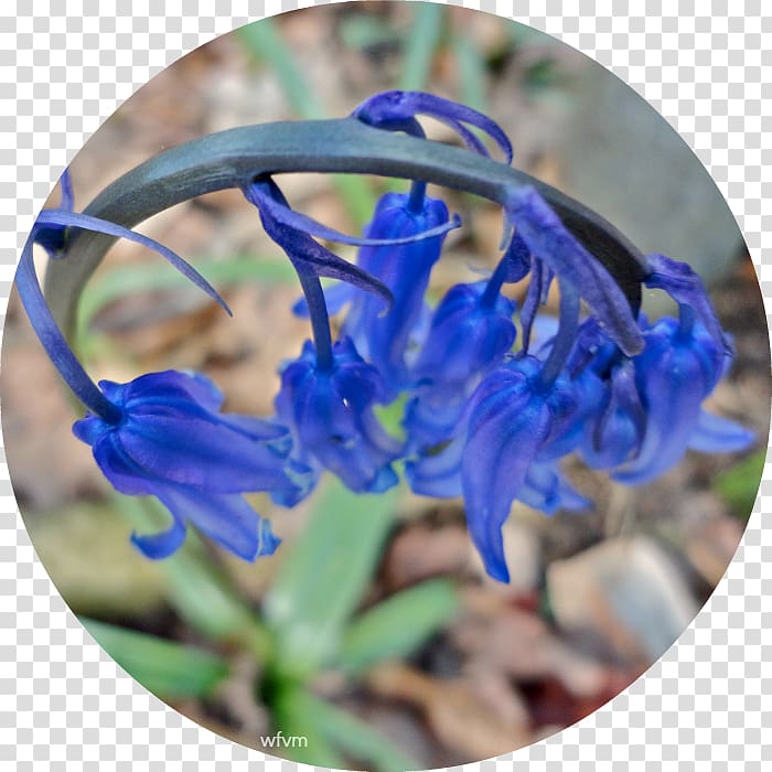 Larkspur Wildflower, bluebells transparent background PNG clipart