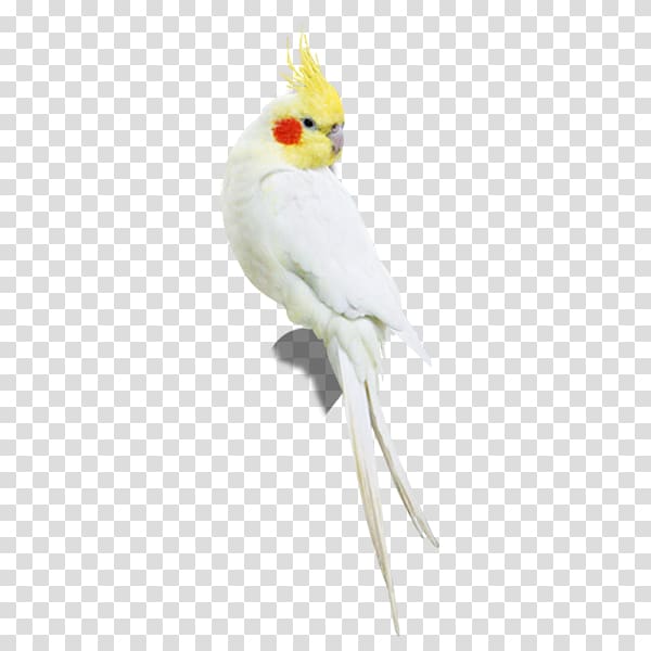 Cockatiel Bird Sulphur-crested cockatoo Parakeet, A parrot Free pull material transparent background PNG clipart