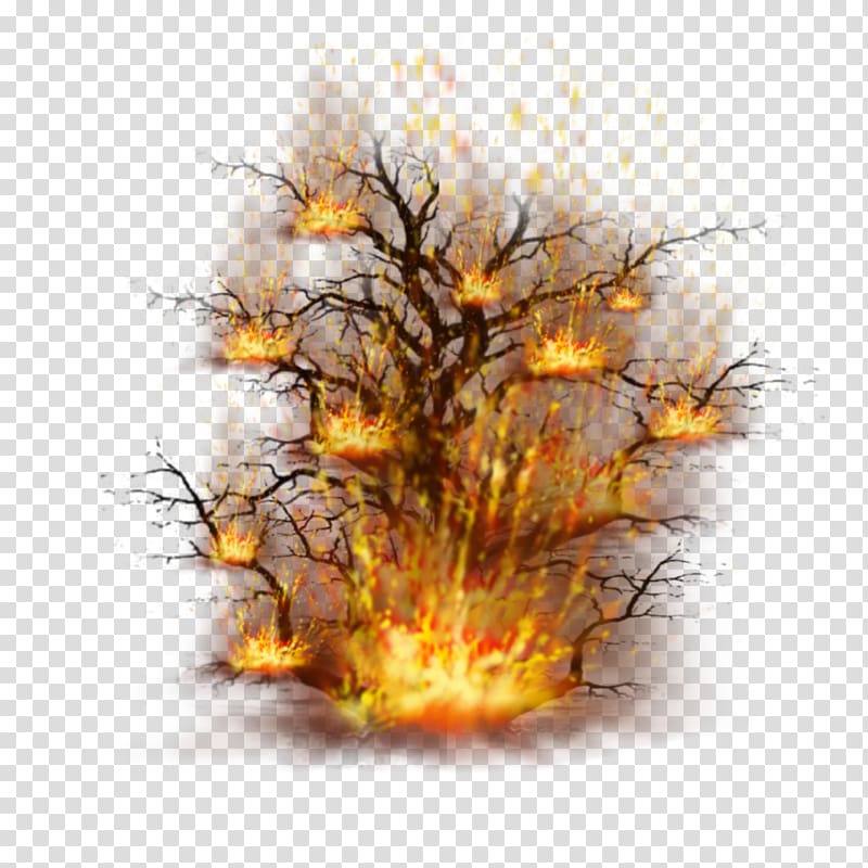 Desktop Computer Branching, burning bush transparent background PNG clipart