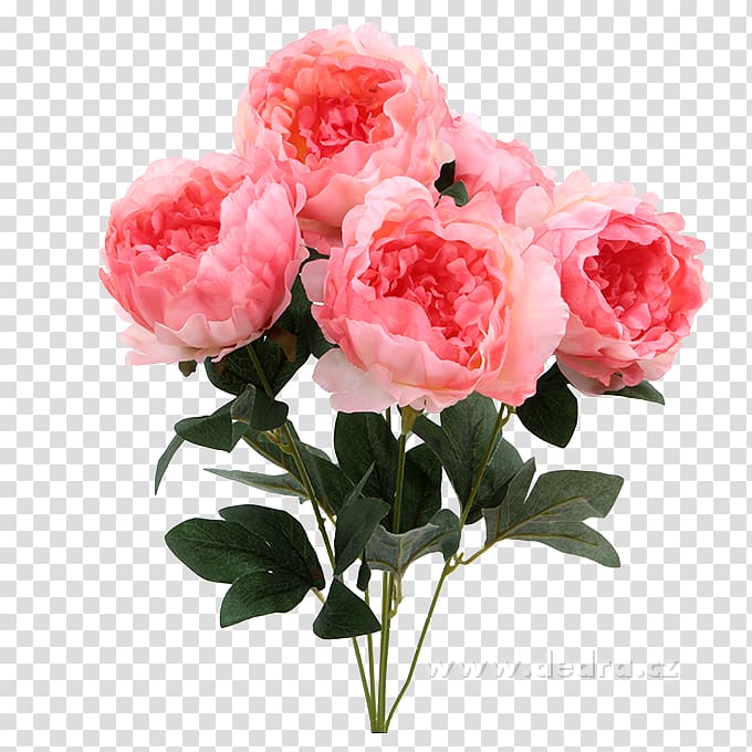 Garden roses Cabbage rose Peony Cut flowers Flower bouquet, peony transparent background PNG clipart