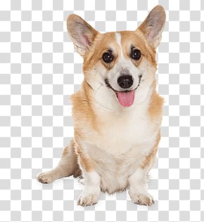 of adult Pembroke Welsh corgi, Corgi Dog Sitting transparent background PNG clipart