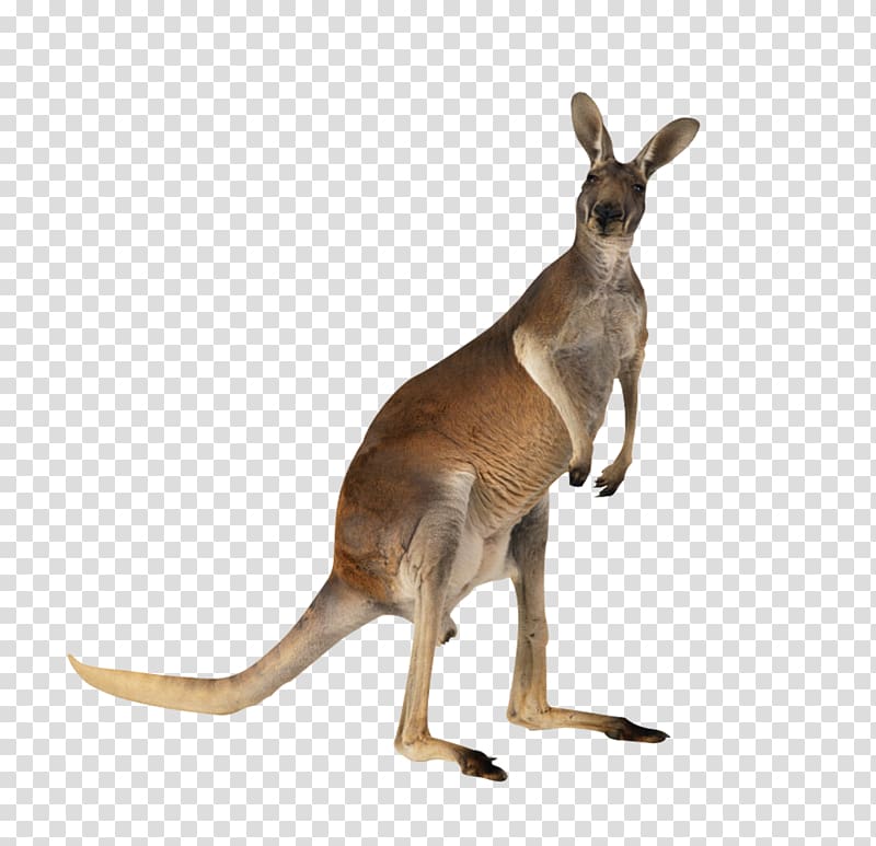 Kangaroo meat Australian-English, English-Australian, Australian Kangaroo transparent background PNG clipart