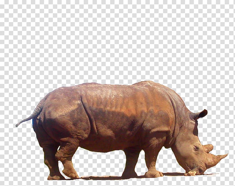 Rhinoceros 3D , Rhinoceros transparent background PNG clipart