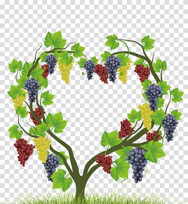 Common Grape Vine Heart Auglis, Heart-shaped vines transparent background PNG clipart