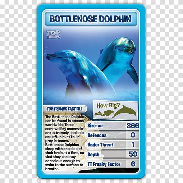 Dolphin Winning Moves Top Trumps Card game, dolphin transparent background PNG clipart