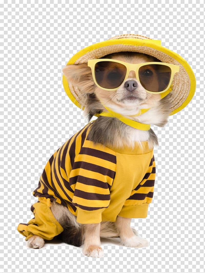 puppy wearing sunglasses and hat, Chihuahua T-shirt Puppy Clothing Pet, Cute Teddy dog transparent background PNG clipart
