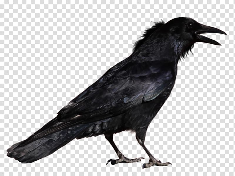 Crow transparent background PNG clipart