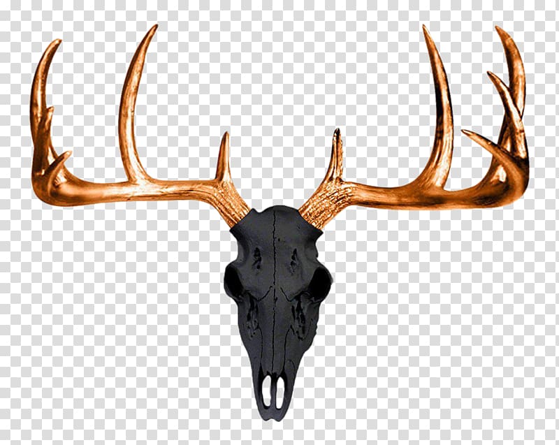 White-tailed deer Antler Wall decal Skull, antlers transparent background PNG clipart