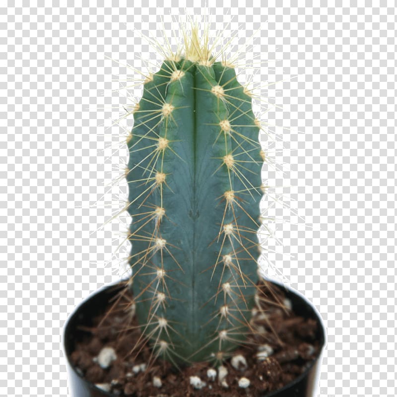 San Pedro Cactus Myrtillocactus geometrizans Pilosocereus pachycladus Acanthocereus tetragonus Mammillaria, plant transparent background PNG clipart