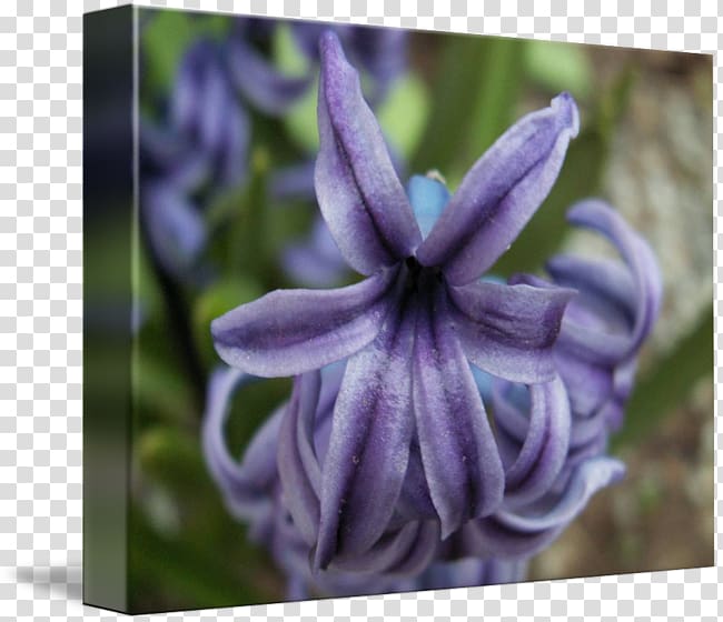 Bellflower Hyacinth Herbaceous plant, others transparent background PNG clipart