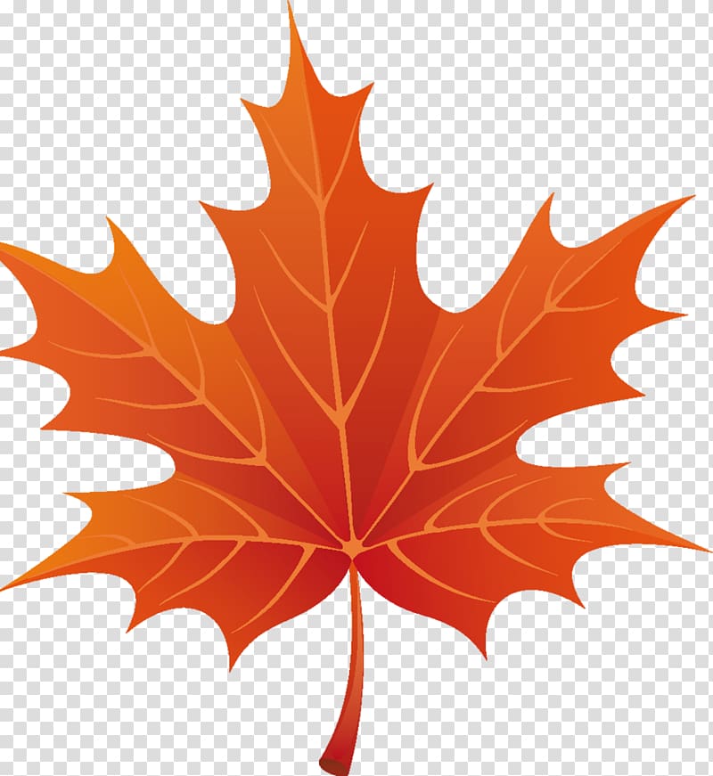 Maple leaf , autumn leaves border transparent background PNG clipart