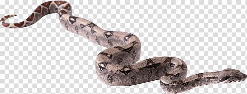 brown and black snake, Long Snake transparent background PNG clipart