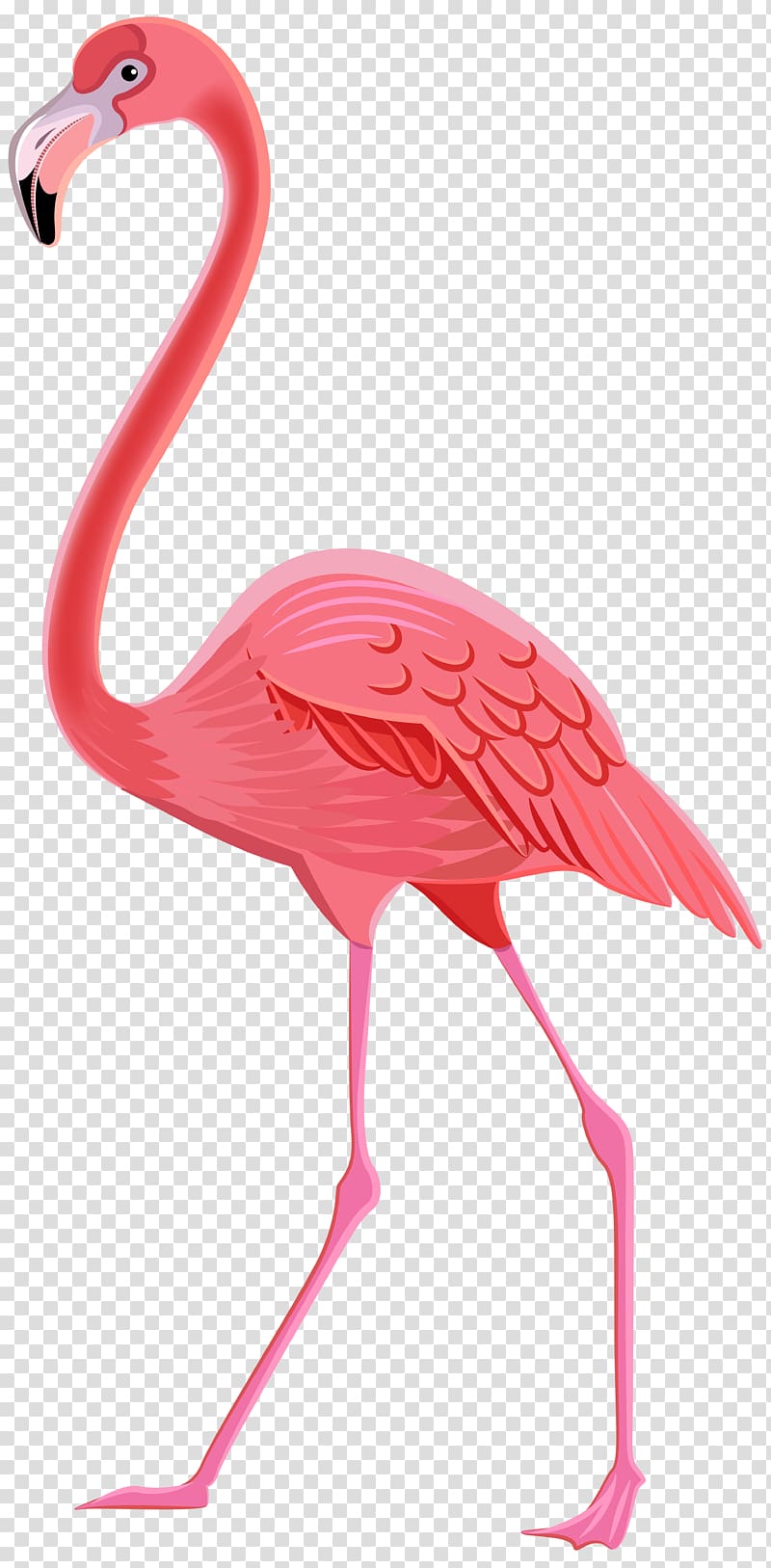 Flamingos Bird , Flamingo transparent background PNG clipart