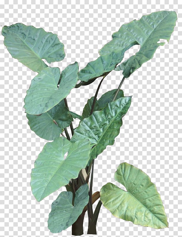 Giant Taro Houseplant Syngonium podophyllum, others transparent background PNG clipart