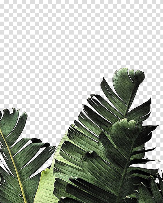 banana tree, Banana leaf Frond Palm-leaf manuscript, Creative Green Leaves transparent background PNG clipart