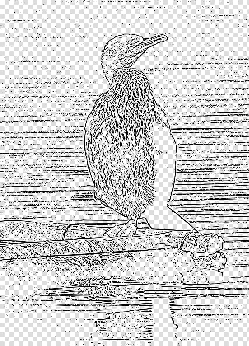 Bird Shading Line art Drawing, Water bird transparent background PNG clipart