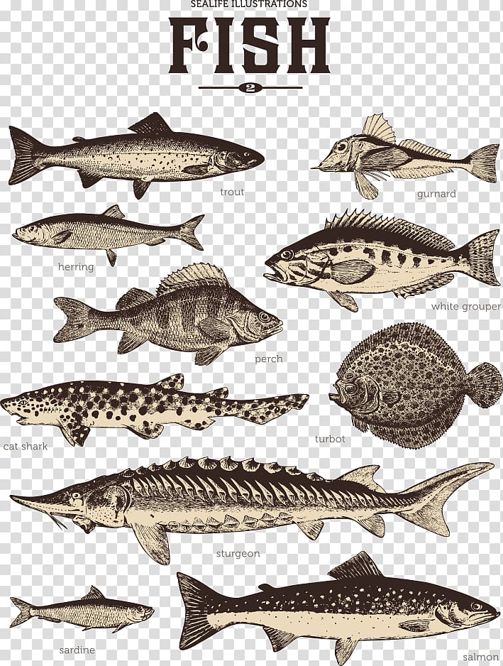Sardine Illustration, striped fish transparent background PNG clipart