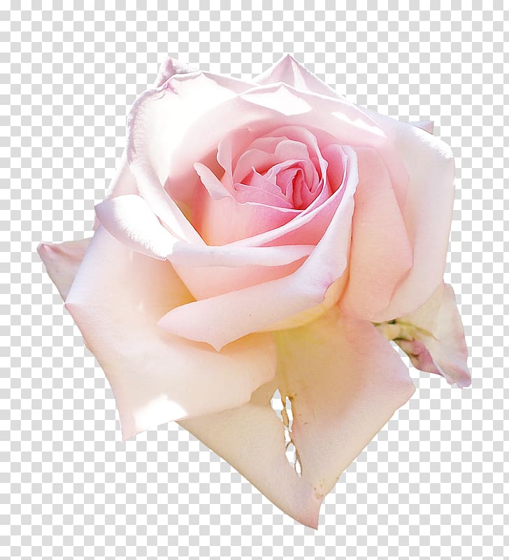 Garden roses Still Life: Pink Roses Floral design, flower transparent background PNG clipart