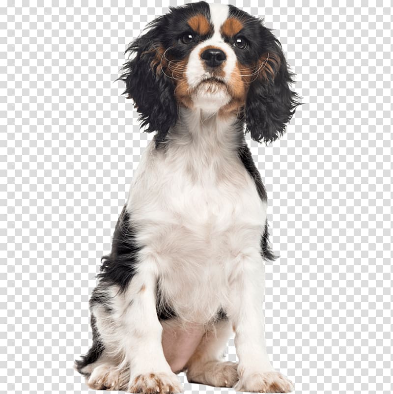 English Springer Spaniel Cavalier King Charles Spaniel Dog breed Puppy, puppy transparent background PNG clipart