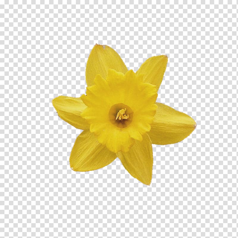 Flower Daffodil , flower transparent background PNG clipart