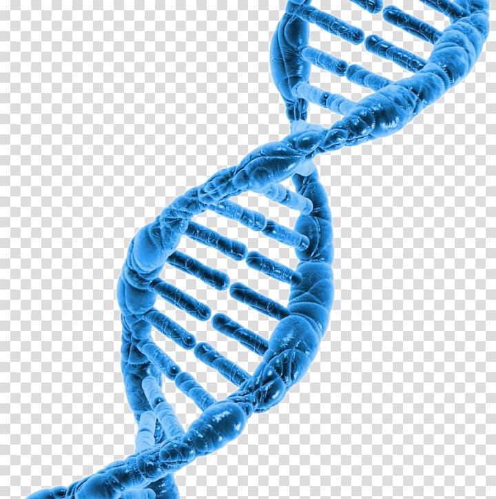 Surname DNA project Cell Hair loss Genome, transparent background PNG clipart