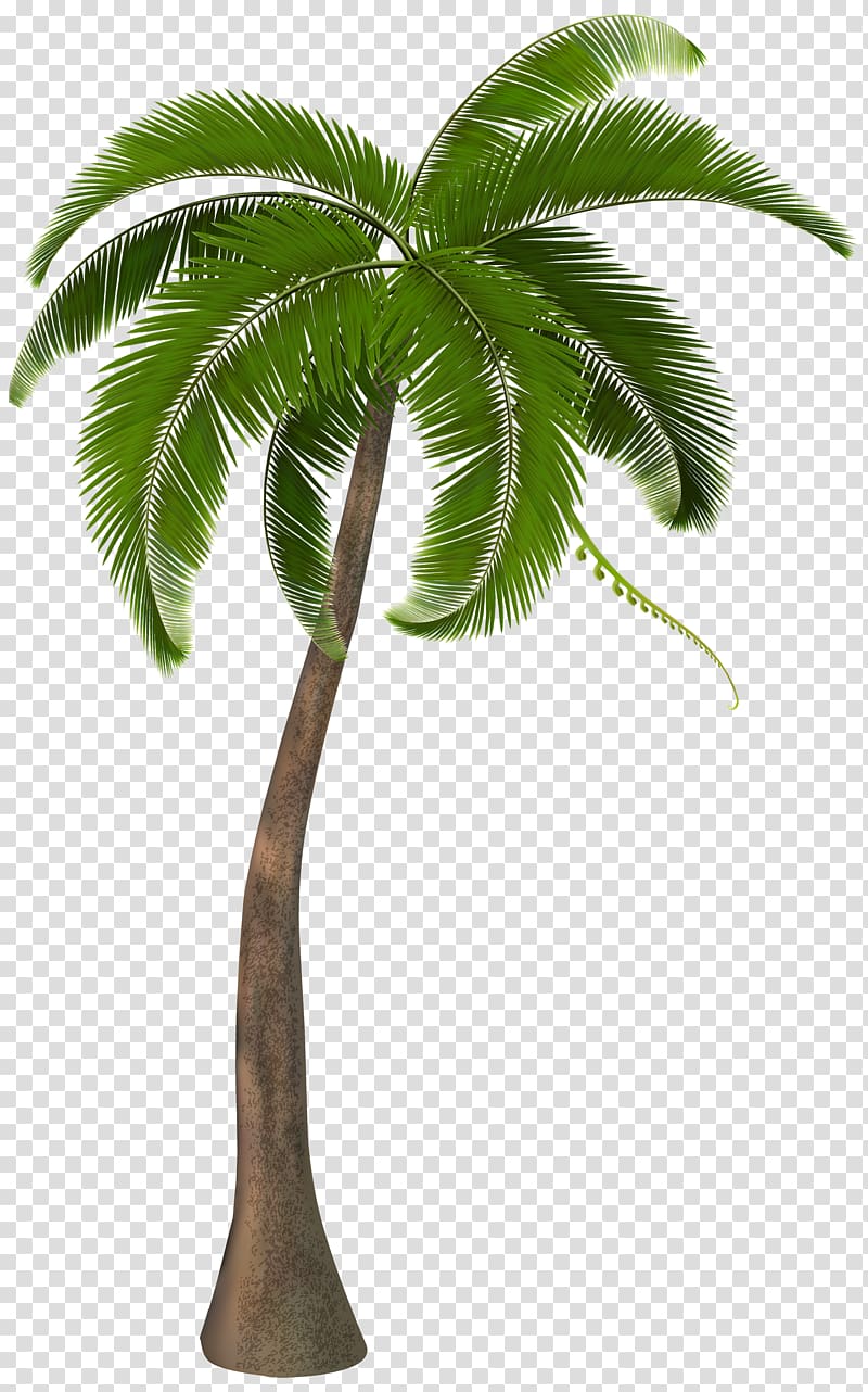 Arecaceae , Beautiful Palm Tree , coconut tree illustration transparent background PNG clipart