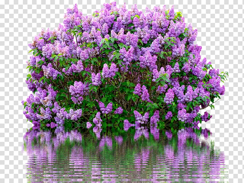 Common lilac Shrub Flower Garden, lilac bush transparent background PNG clipart