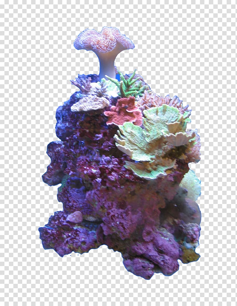 Adobe shop Stony corals Sea, sea transparent background PNG clipart