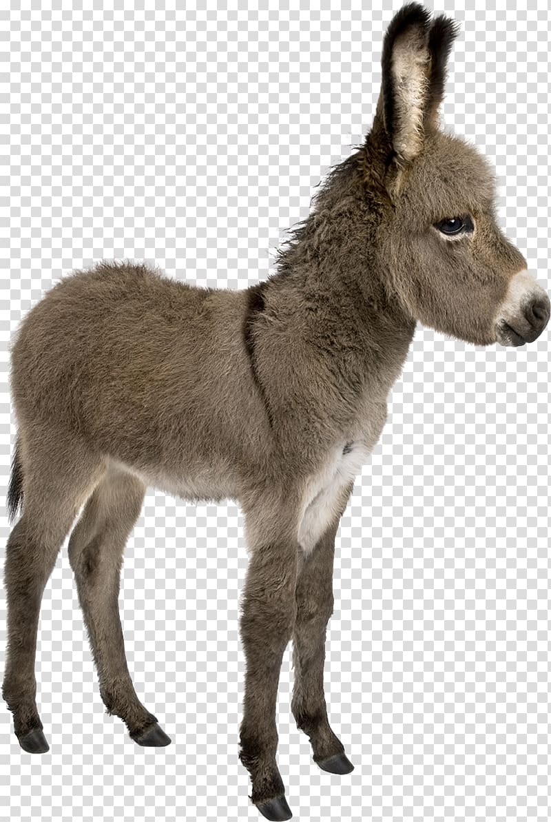 donkey transparent background PNG clipart