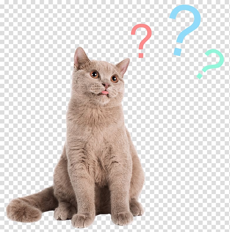 Cat Dog Felidae, Cat transparent background PNG clipart