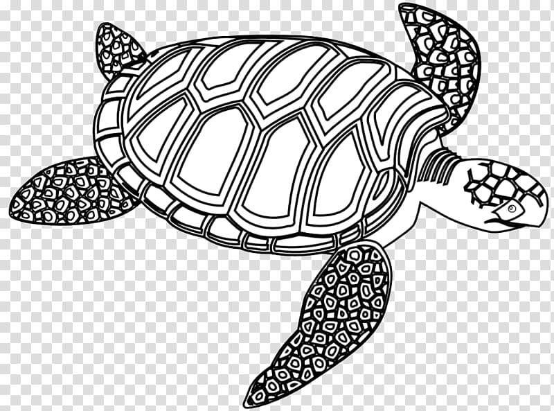 Sea turtle Seahorse Black and white , Cartoon Of Turtles transparent background PNG clipart