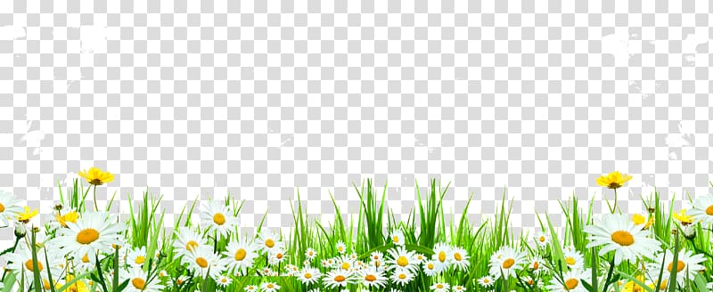 cute daisy flowers roadside weeds transparent background PNG clipart