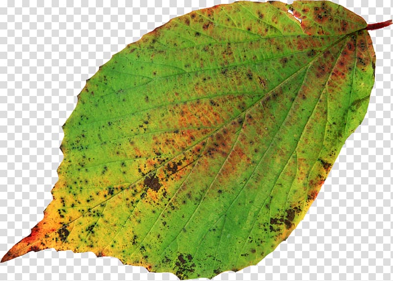Leaf , Leaf transparent background PNG clipart