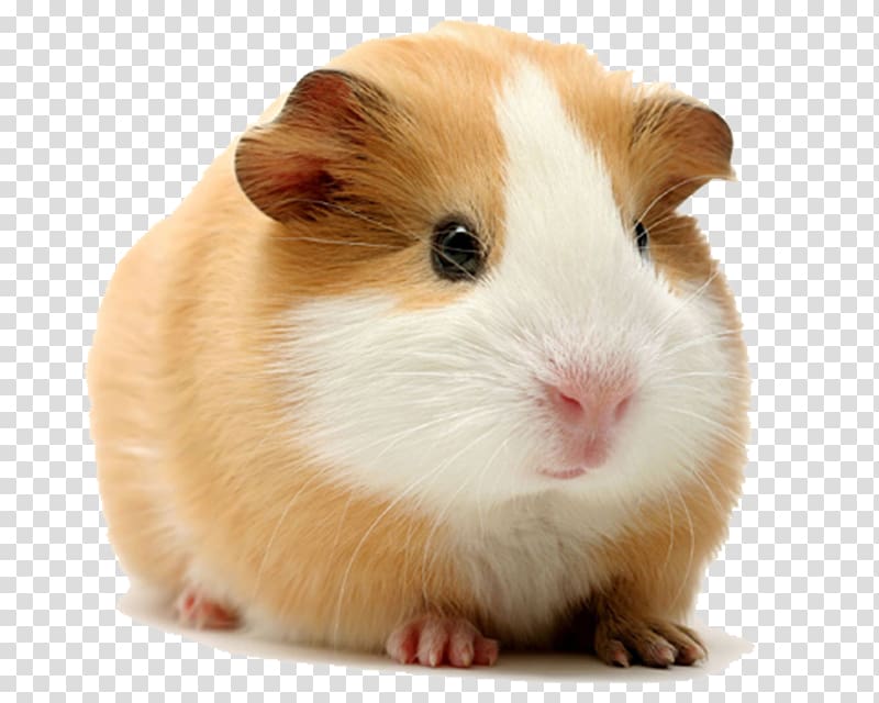 white and brown guinea pig, Rodent Cuy Dog Himalayan guinea pig Hamster, guinea pig transparent background PNG clipart
