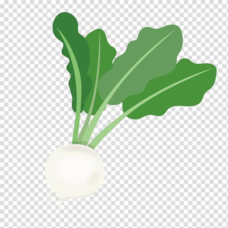 Radish Turnip Leaf vegetable, vegetable transparent background PNG clipart