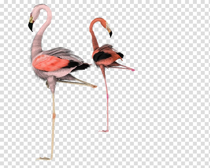 Water bird Flamingo Rendering, flamingo printing transparent background PNG clipart