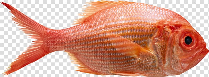Northern red snapper Getty Food, health transparent background PNG clipart
