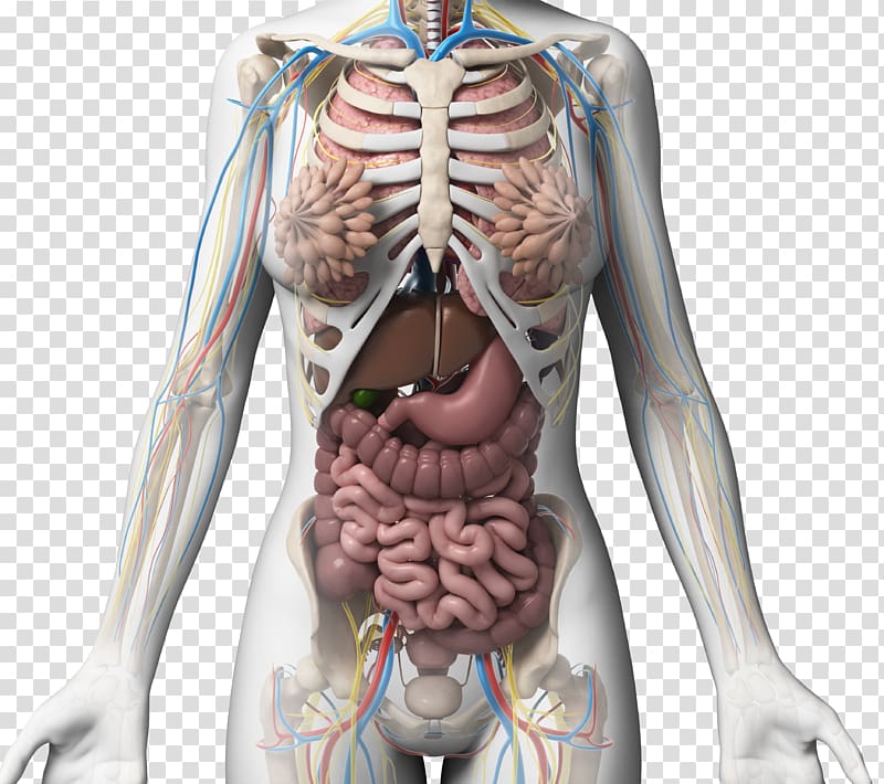 Female Torso Anatomy Diagram / Human Anatomy Female Torso By Leonardo