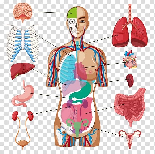 Human body Organ Diagram Anatomy, others transparent background PNG clipart
