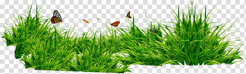 Herbaceous plant Meadow Digital , others transparent background PNG clipart