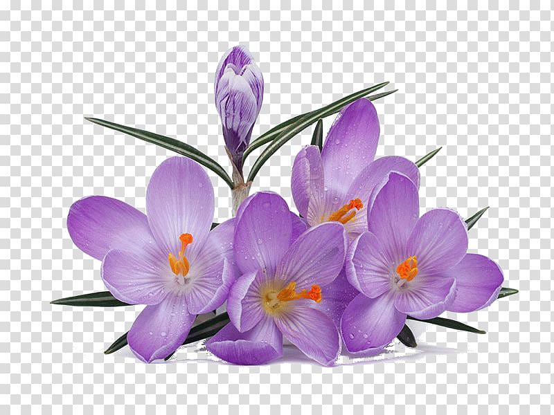 Crocus Saffron Лунінецкія навіны Flower, crocus transparent background PNG clipart