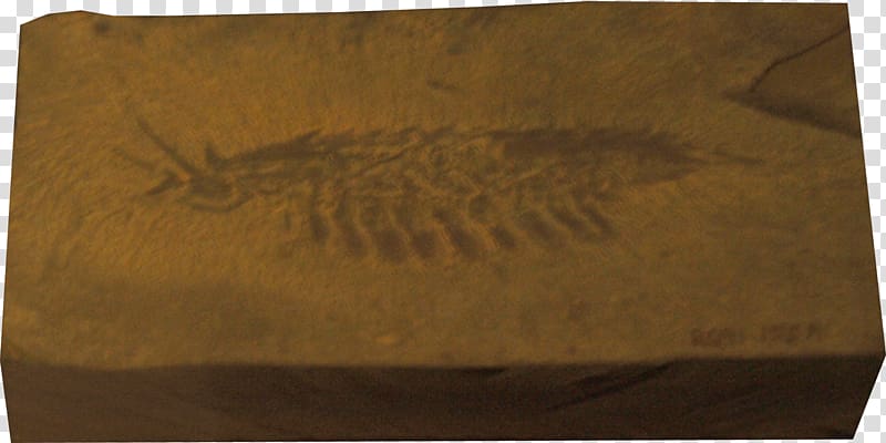 Burgess Shale Leanchoilia Cambrian Arthropod Anomalocaris, others transparent background PNG clipart