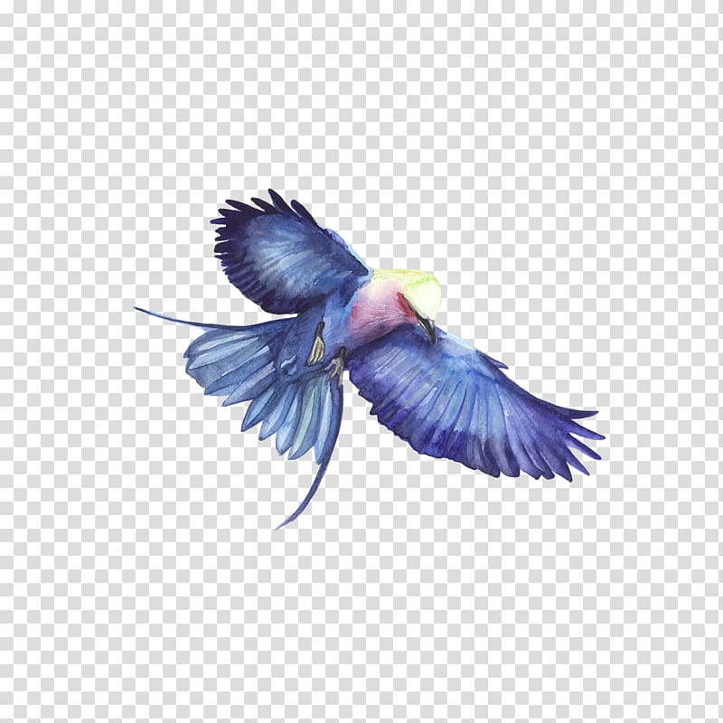Bird Hawk Blue, Blue eagle transparent background PNG clipart
