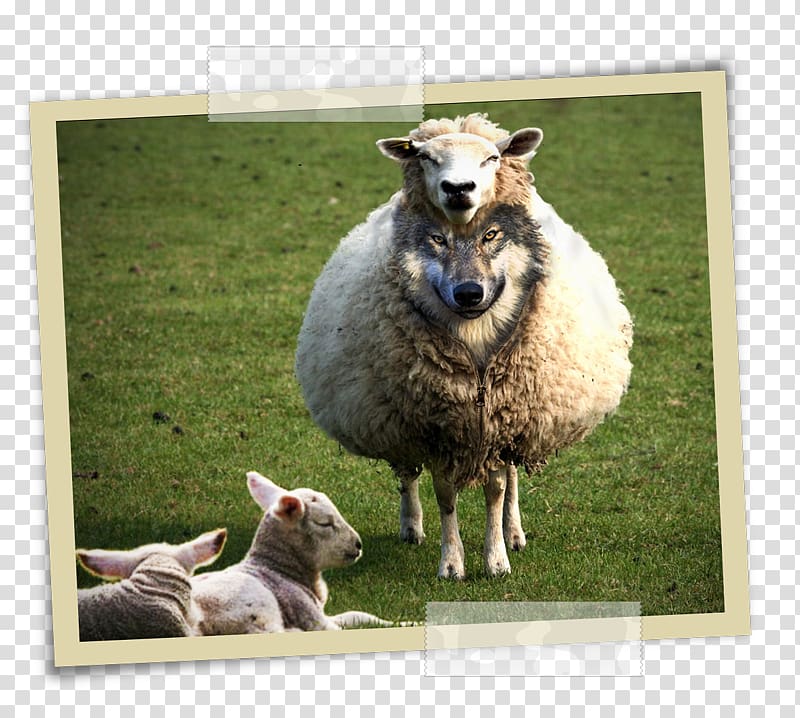 Wolf in sheep's clothing Gray wolf Matthew 7:15 Demon Sheep, sheep transparent background PNG clipart