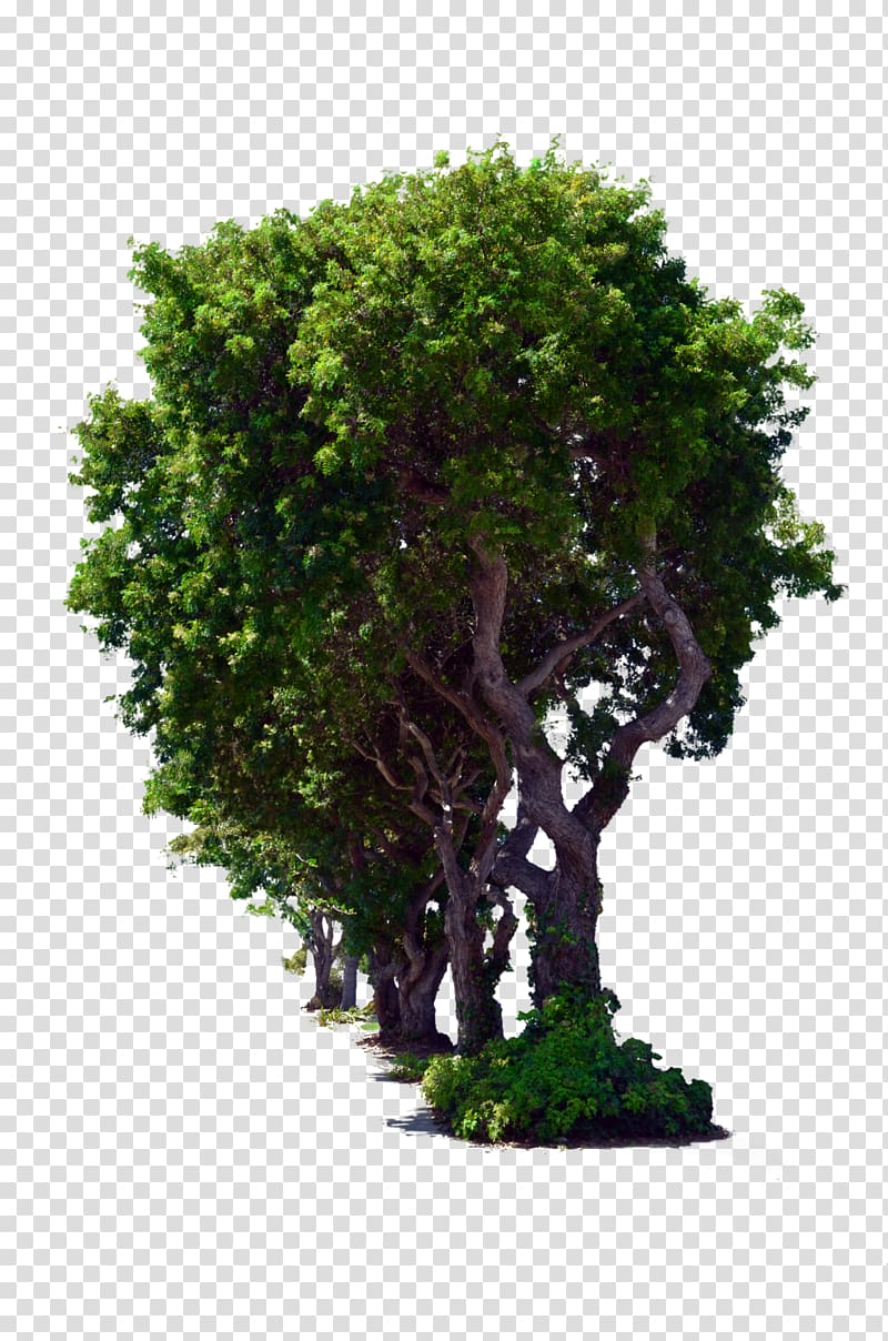 Tree , arboles transparent background PNG clipart