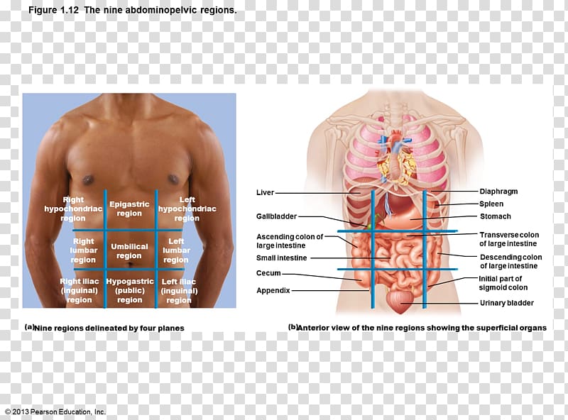 Abdominopelvic cavity Abdomen Quadrant Organ Anatomy, organs transparent background PNG clipart