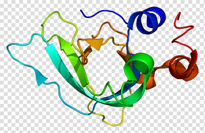 TIMP1 Tissue inhibitor of metalloproteinase Matrix metalloproteinase Enzyme inhibitor, 520 transparent background PNG clipart