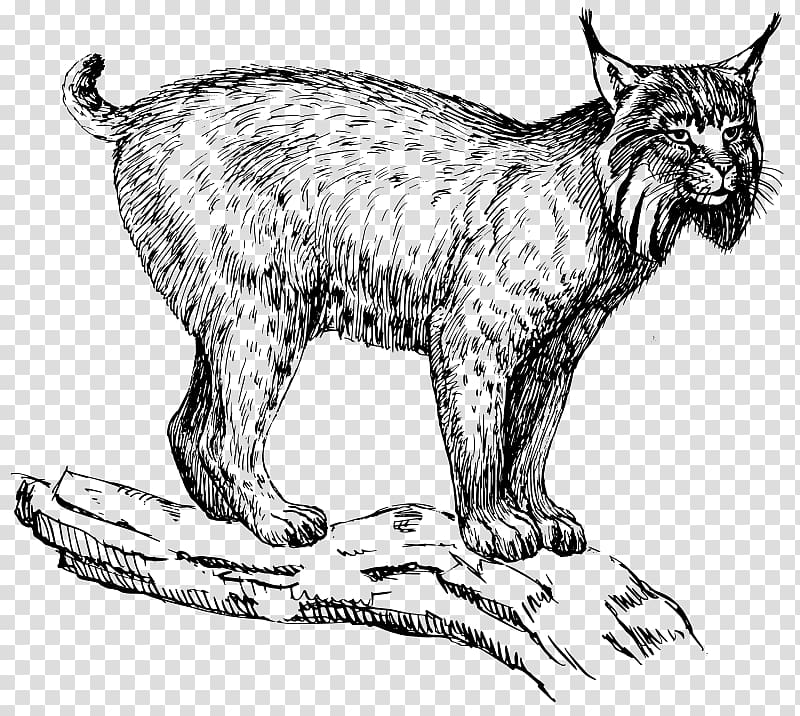 Eurasian lynx Wildcat Felidae , lynx transparent background PNG clipart